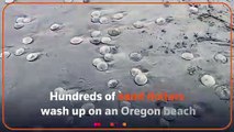 Hundreds of sand dollars wash up on Oregon beach
