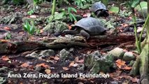 Giant tortoise attacks and eats baby bird