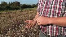 Agriculture : la hausse du prix du blé ne profite pas aux agriculteurs