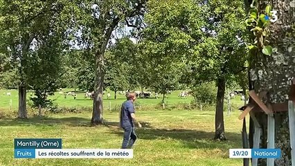 Fruits : des récoltes de pommes et de poires catastrophiques à cause de la météo