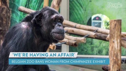 Belgian Woman Banned from Zoo After 4-Year 'Affair' with Chimpanzee