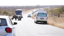 Rhino Traffic Jam Kruger National Park Biggest Road Block Ever! - Wildest Africa - Wildlife Videos