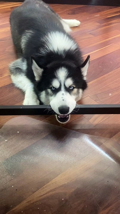 Goofy Husky Derps under Desk - video Dailymotion
