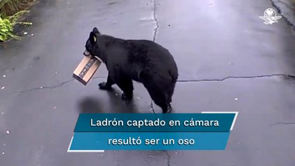 Oso es captado en pleno robo en  Connecticut, Estados Unidos