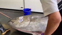 Luxurious sashimi! Giant bluefin tuna cutting show _ 巨大黑鮪魚切割秀,鮪魚金三角 - Taiwanese Food