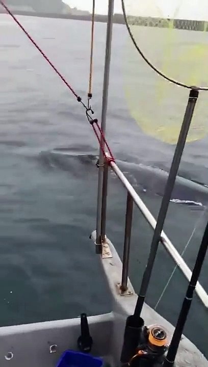 熱帶鬚鯨首度出現基隆海域 增添稀有海洋生物蹤影紀錄
