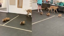 'Pom Puppies' First Meeting with Belgian Malinois | Temperament Test'