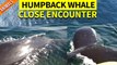 'Tourists' INSANELY CLOSE ENCOUNTER with a Curious Humpback Whale Near Vancouver Island'