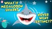 What If Megalodon Sharks Never Went Extinct? | The Megalodon | The Dr Binocs Show | Peekaboo Kidz