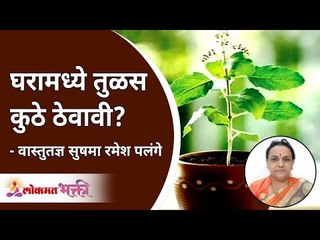 घरामध्ये तुळस कुठे ठेवावी? Where to Keep Tulsi at Home? Sushma Ramesh Palange | Vaastu for home