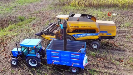 Samsun'da Ayçiçeği hasadı başladı