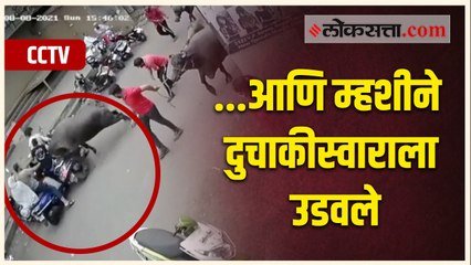 CCTV । पुण्यात म्हशीने दुचाकीस्वाराला दिली धडक