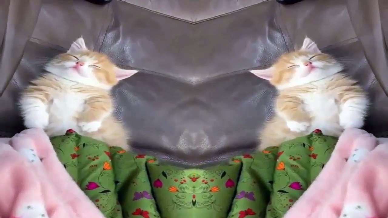 Funny Animals - Cute Cats #22 - Animals Video 2021