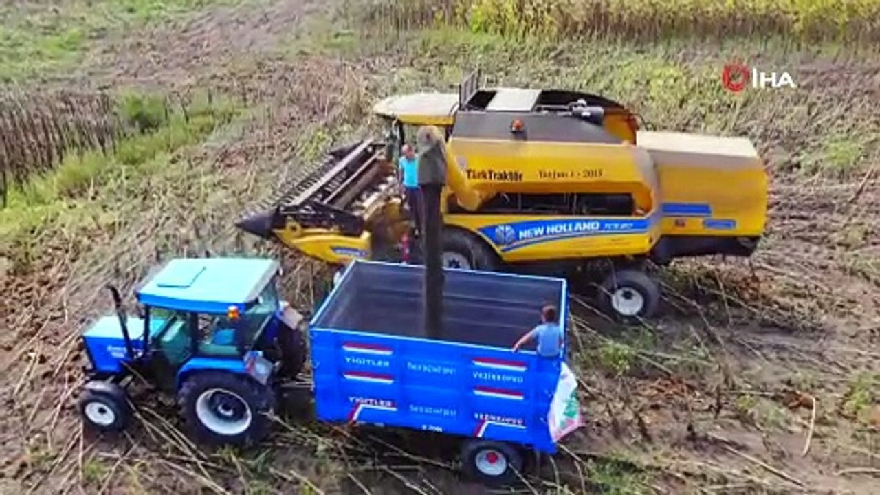 Ayçiçeği hasadı başladı