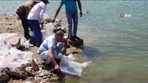 Sarımehmet Barajı'na 260 bin yavru balık bırakıldı