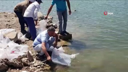 Sarımehmet Barajı'na 260 bin yavru balık bırakıldı