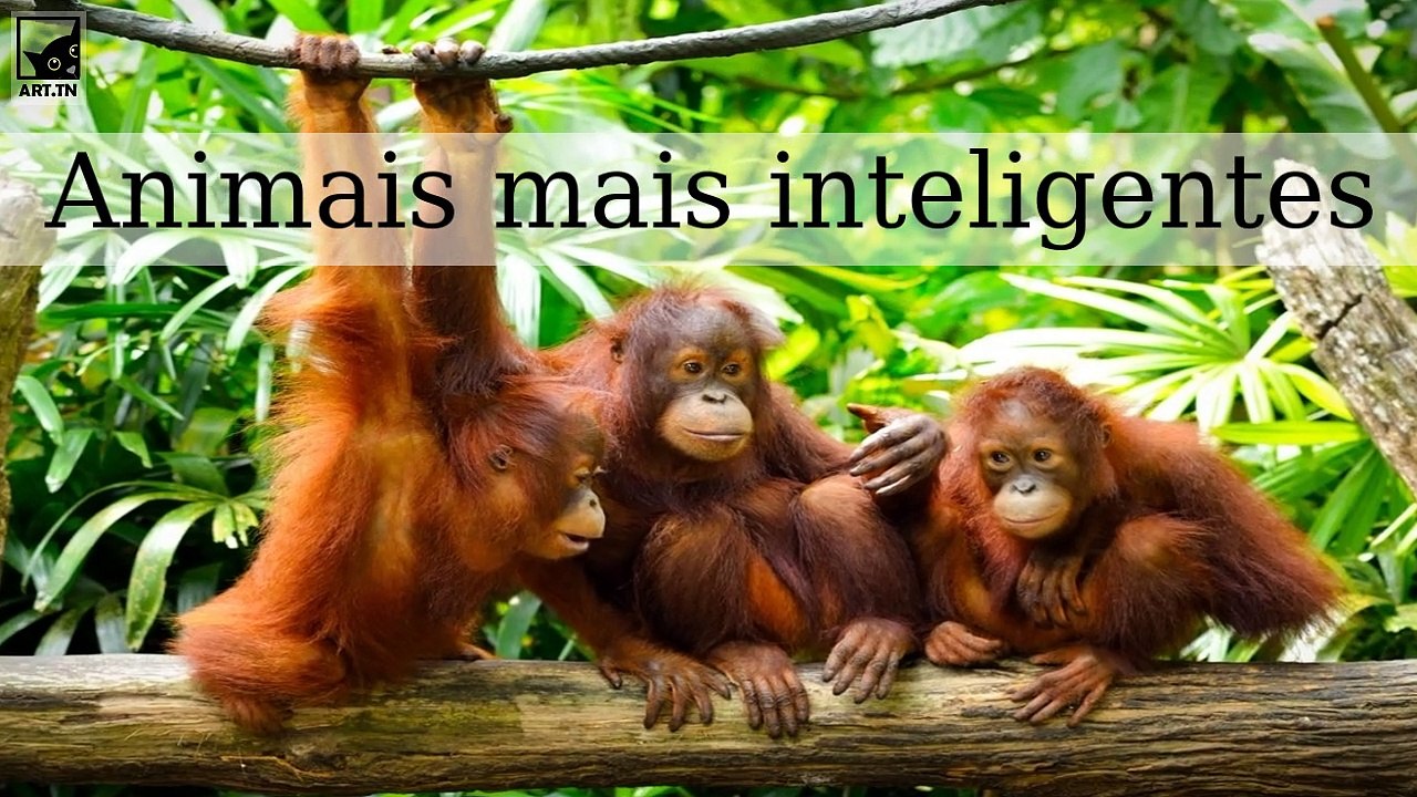 Os 6 animais mais inteligentes do mundo