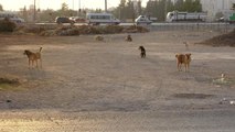 Sokak köpeklerinin saldırdığı bisikletli çocuk, otomobilin altında kalarak hayatını kaybetti