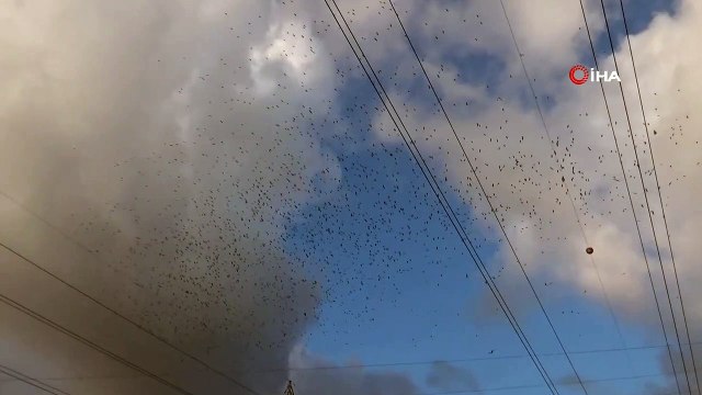 Göç zamanı başlayan leylekler görsel şölen sundu