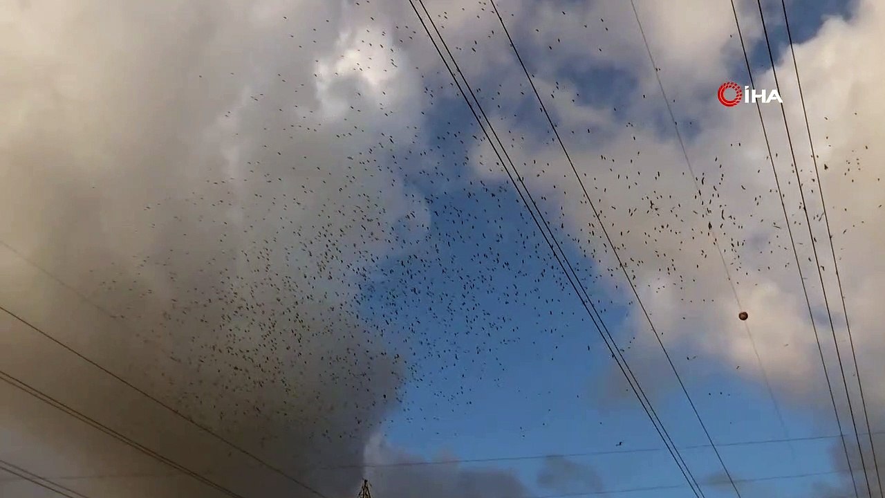 Göç zamanı başlayan leylekler görsel şölen sundu