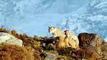 Pumas: Legends of the Ice Mountains