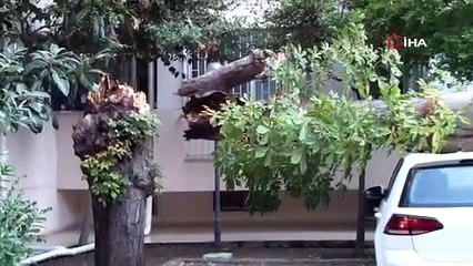 Kadıköy'de kestane ağacı park halindeki araçların üzerine devrildi