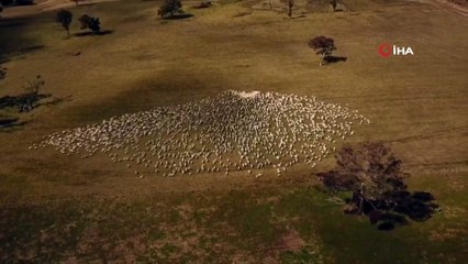 - Avustralyalı çiftçi, Covid-19 tedbirleri nedeniyle cenazesine katılamadığı teyzesine koyunlarıyla veda etti