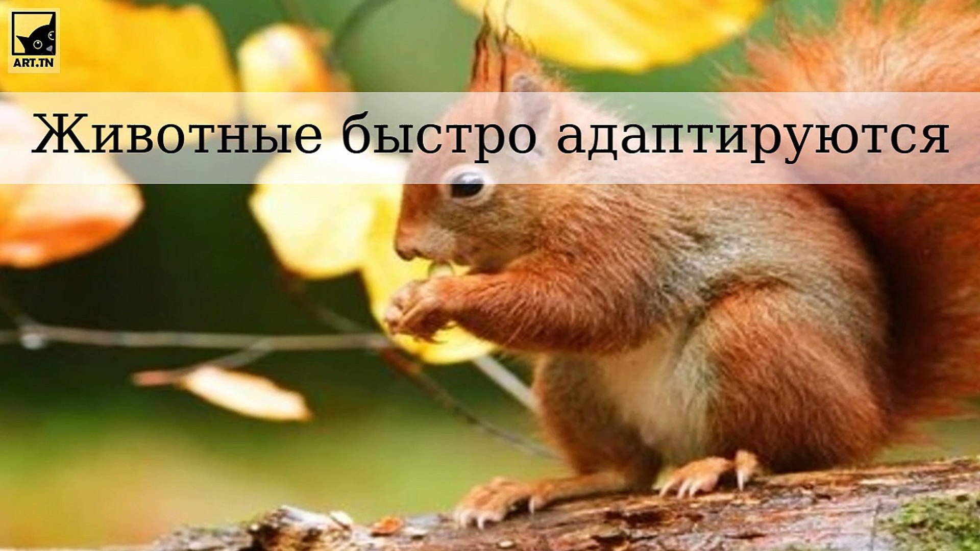 ⁣Животные, которые быстро адаптируются к выживанию в городах и новых климатических условиях