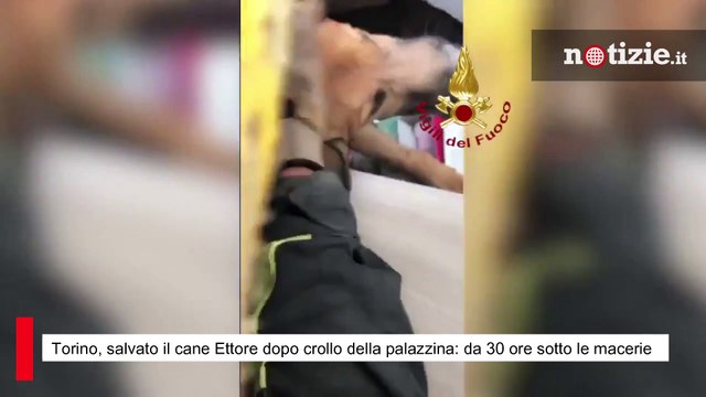 Torino, salvato il cane Ettore dopo crollo della palazzina: da 30 ore sotto le macerie