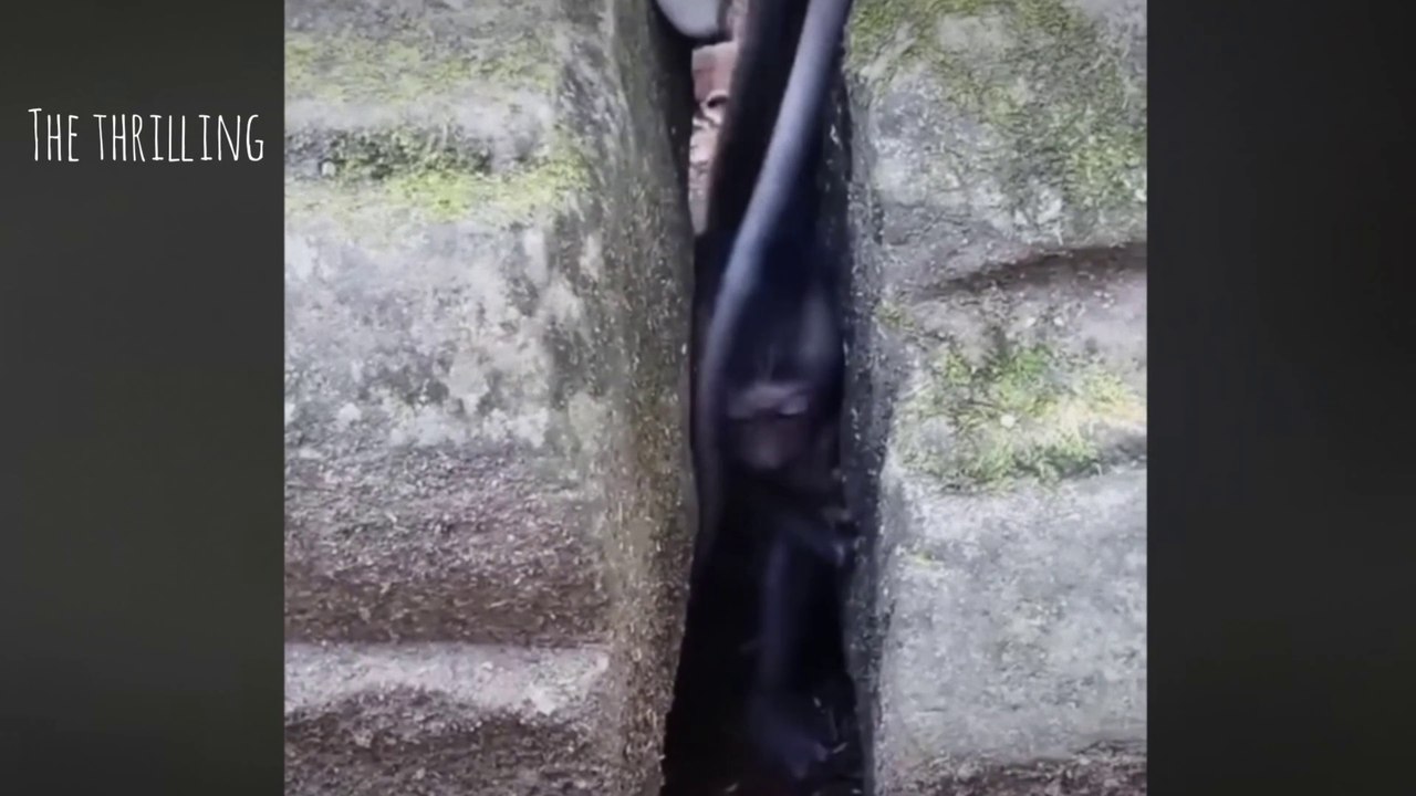 Monkey Trapped between Narrow Rocks