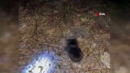 Akbaşlarla karşılaşan köstebeğin zarar görmemesi için böyle çabaladı