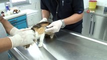 Beykoz’da sokak hayvanlarına özel rehabilitasyon merkezi