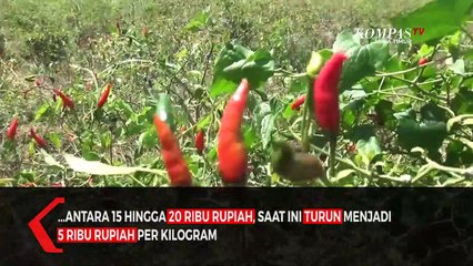 Harga Anjlok, Petani Biarkan Cabai Membusuk