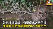 外來「建築師」有望獲永久居留權 英國政府將考慮重新引入河狸治水