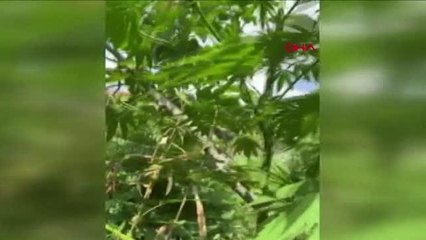 BEYKOZ'DA EVİN BAHÇESİNDE 26 KÖK HİNT KENEVİRİ ELE GEÇİRİLDİ