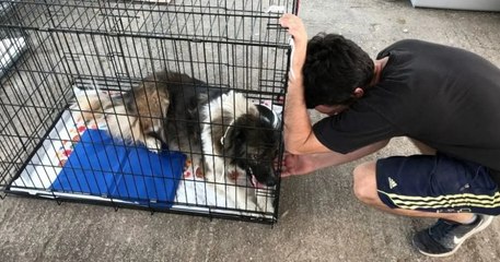 En Grèce, une trentaine de bénévoles vient en aide aux chiens et chats brûlés lors des incendies