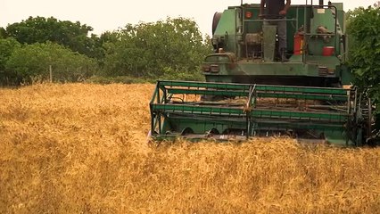 Venerdì 27 agosto "IL GUSTO DELLA SALUTE": La colatura di alici di Cetara