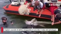 Cagliari, cucciolo di delfino intrappolato in una rete: il video del salvataggio