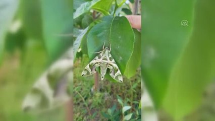 Son dakika haber: Askeri kamuflaj desenli "mekik kelebeği" Milas'ta görüntülendi