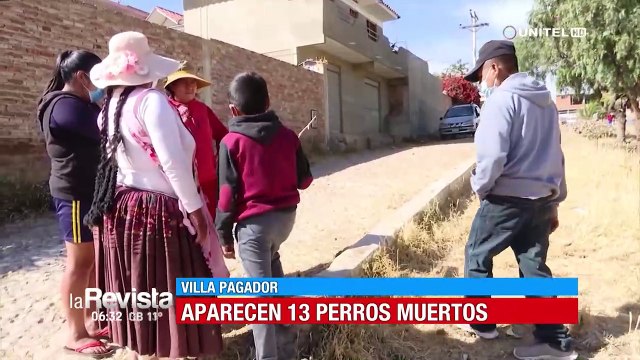 Cochabamba: Alerta en vecinos de Villa Pagador tras aparecer 13 canes muertos