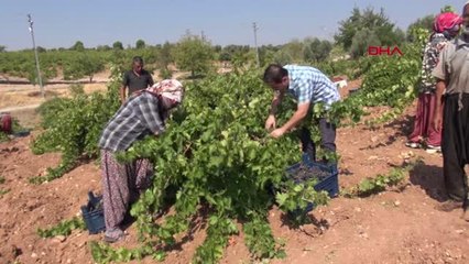 KİLİS'TE ÜZÜM KURUTULMAYA BAŞLANDI