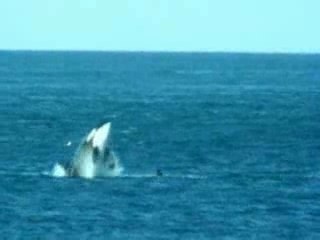 save Pandas not whales