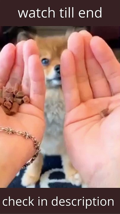 Cute baby and Funny Cat Video Compilation 2021 _Part _1 #shorts