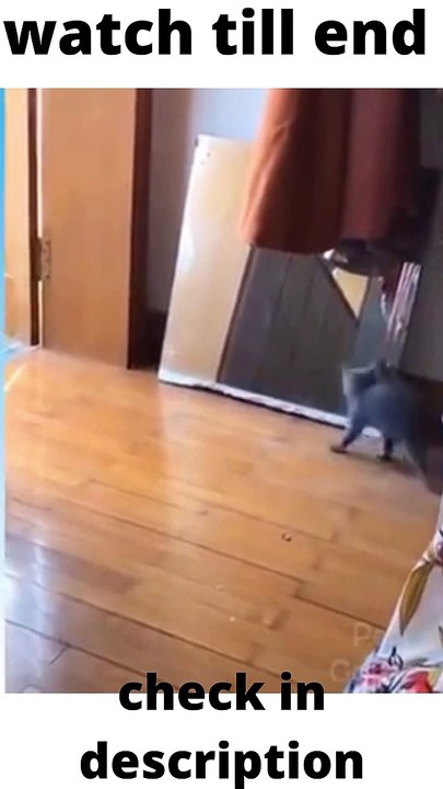 Cute baby and Funny Cat Video Compilation 2021 _Part _2 #shorts
