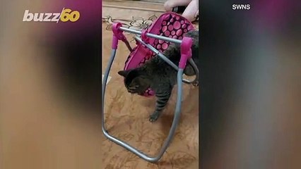 This Amazing Kitten Tries to Have Fun in a Doll Swing as His Family Laughs
