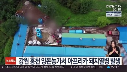 강원 홍천 양돈농가서 아프리카돼지열병 발생