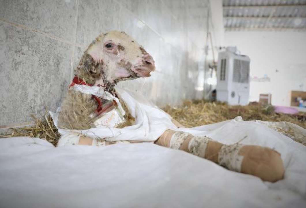 ANTALYA YANGININDA YARALANAN HAYVANLAR, BURSA'DAKİ EMEKLİ HAYVANLAR ÇİFTLİĞİ'NDE