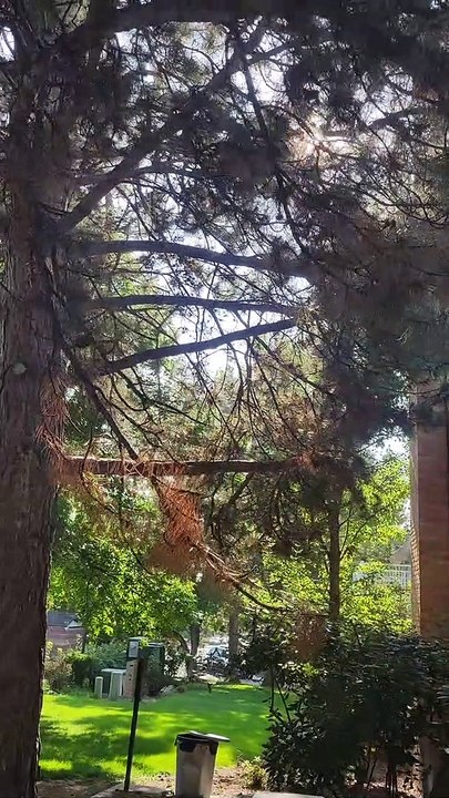 Mama Squirrel Adopts Orphaned Baby