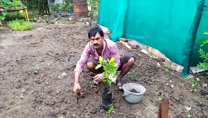 gandhraj farming/gandhraj ka paudha kaise lagaye