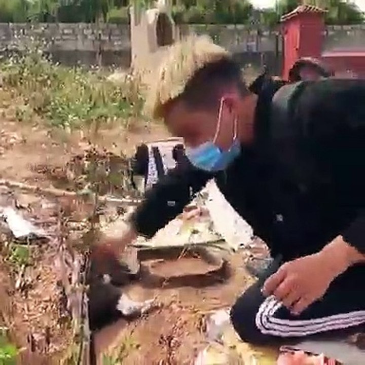 Saving Cat from crocodile